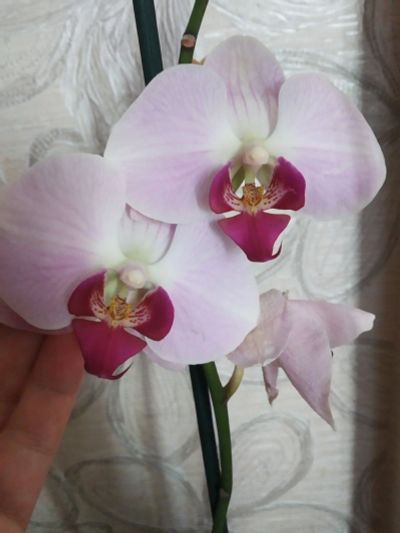 Лот: 14618349. Фото: 1. Орхидея Фаленопсис, сейчас отцвела... Горшечные растения и комнатные цветы