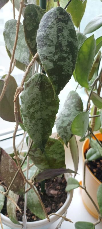 Лот: 20531364. Фото: 1. хойя каудата (hoya caudata silver... Горшечные растения и комнатные цветы