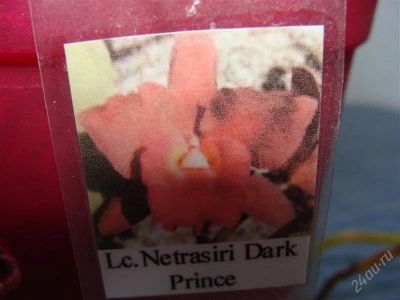 Лот: 1661696. Фото: 1. Орхидея Lc.Netrasiri Dark Prince. Горшечные растения и комнатные цветы