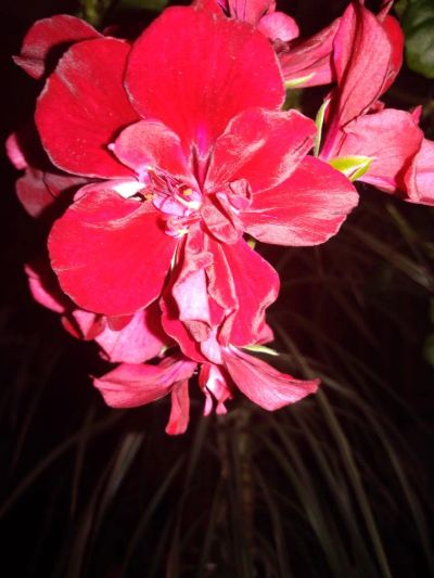 Лот: 11159321. Фото: 1. пеларгония (герань) сортовая ампель... Горшечные растения и комнатные цветы