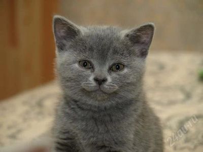 Лот: 965851. Фото: 1. Британец котёнок 3месю срочно... Остальные животные