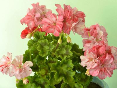 Лот: 11417808. Фото: 1. пеларгония Elmsett. Горшечные растения и комнатные цветы