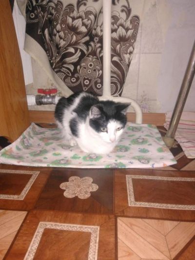 Лот: 9431903. Фото: 1. Отдам кошечку. Кошки, котята