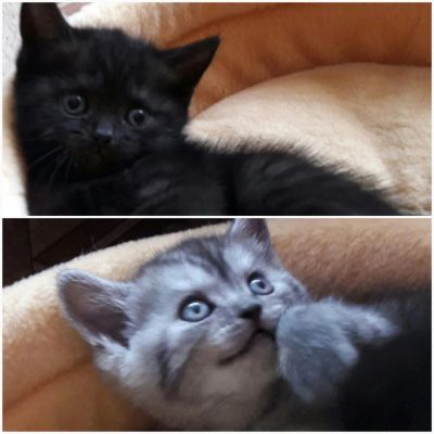 Лот: 8592531. Фото: 1. Шотландские прямоухие котята. Кошки, котята