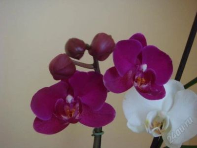 Лот: 2794387. Фото: 1. орхидея фаленопсис(темный)отцвёл. Горшечные растения и комнатные цветы