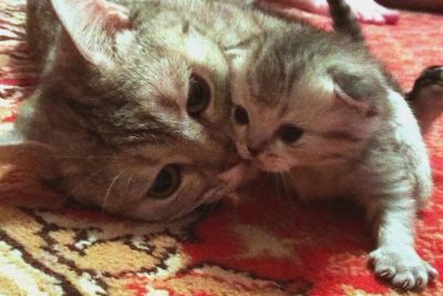 Лот: 5630856. Фото: 1. британские котята. Кошки, котята