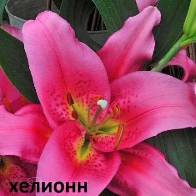 Лот: 15418042. Фото: 1. Лилии Восточные 14\16(луковица... Садовые цветы