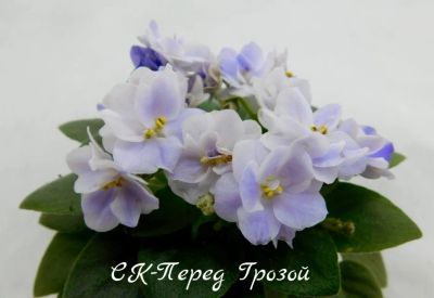 Лот: 5510636. Фото: 1. Мини фиалка сортовая СК-Перед... Горшечные растения и комнатные цветы