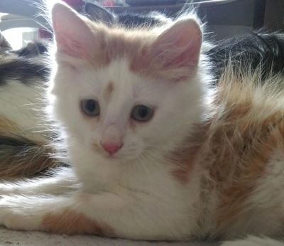 Лот: 7268688. Фото: 1. Бело-рыжий котенок Мальчик. Кошки, котята