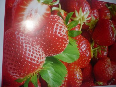 Лот: 3531355. Фото: 1. продам фото обои с рубля(клубничка... Обои, панели, ДВП, ДСП, МДФ