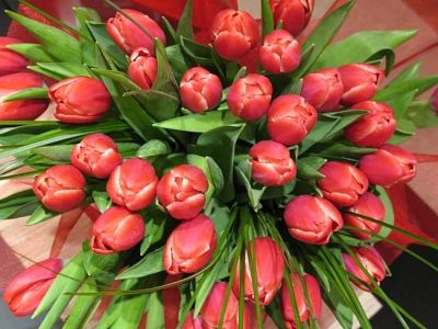 Лот: 3807464. Фото: 1. Тюльпаны в НАЛиЧИИ!!! ОТЛиЧНЫЕ... Подарки на 8 марта