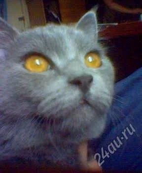 Лот: 2298051. Фото: 1. Отдам кота!Люди, не оставайтесь... Кошки, котята