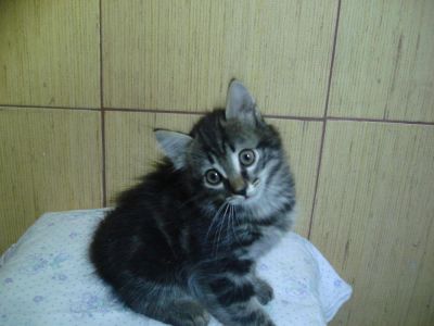 Лот: 3058353. Фото: 1. Сибирячок черный мрамор. Кошки, котята