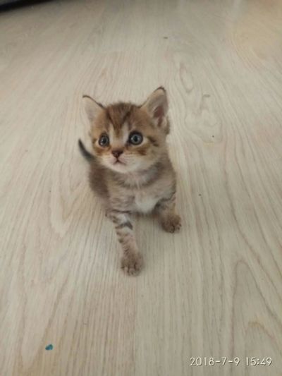 Лот: 11744070. Фото: 1. Котята. Кошки, котята