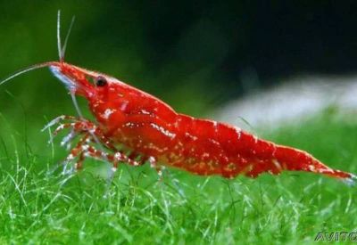 Лот: 4868090. Фото: 1. Вишневые Креветки - Neocaridina... Моллюски, ракообразные, кораллы