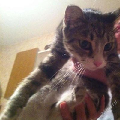 Лот: 2808429. Фото: 1. Идеальная кошка) Смот. лот. Кошки, котята