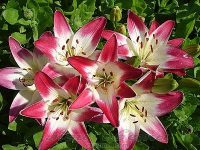 Лот: 7701756. Фото: 1. Лилия Азиатская Lollypop. Садовые цветы