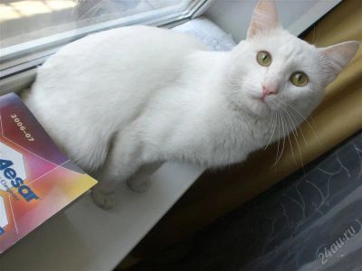 Лот: 1873056. Фото: 1. Шикарный кот, подарю:). Кошки, котята
