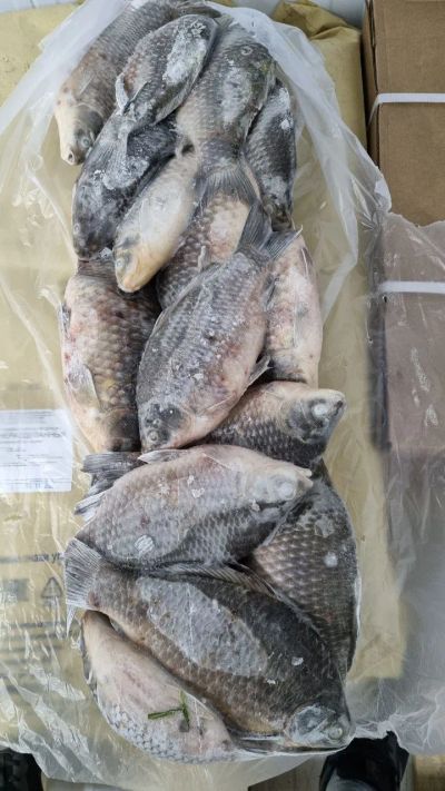 Лот: 20763613. Фото: 1. Карась с/м н/р. Икра, рыба, морепродукты