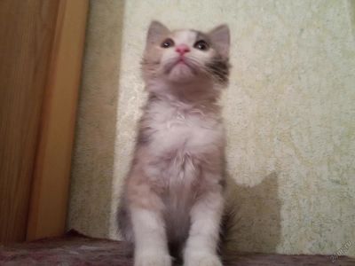 Лот: 5709930. Фото: 1. котенок. Кошки, котята