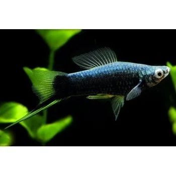Лот: 16201188. Фото: 1. Меченосец черный ( Xiphophorus... Рыбки