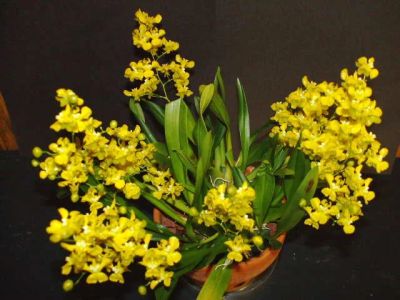 Лот: 13347803. Фото: 1. Орхидея Онцидиум Желтая. Горшечные растения и комнатные цветы