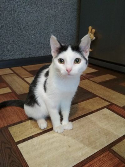 Лот: 11851114. Фото: 1. кошечка веселая, игривая охотница. Кошки, котята