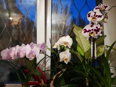 Лот: 17867704. Фото: 1. Орхидеи. Горшечные растения и комнатные цветы