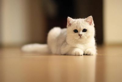 Лот: 10533806. Фото: 1. Британский котенок - девочка 4... Кошки, котята