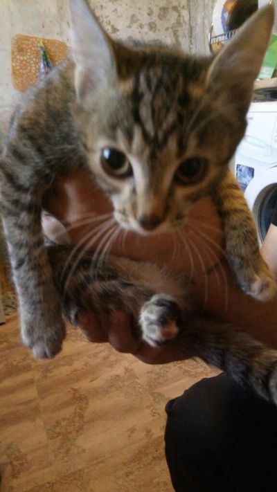 Лот: 11881183. Фото: 1. Кошки. Кошки, котята