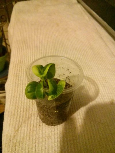 Лот: 8139776. Фото: 1. Фикус Баррок Ирен (1). Горшечные растения и комнатные цветы