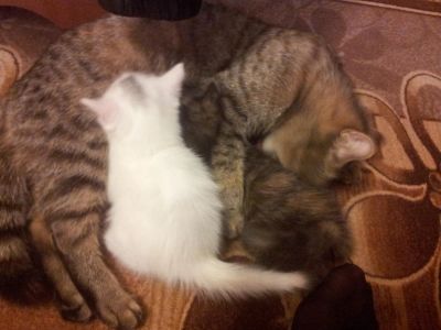 Лот: 3354795. Фото: 1. Котята в хорошие руки. Кошки, котята