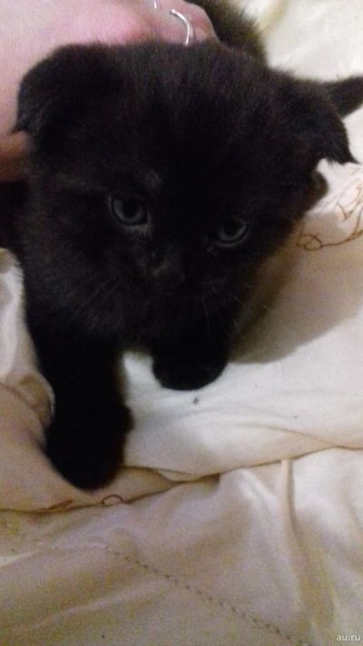 Лот: 15203458. Фото: 1. Шотландские котята. Кошки, котята
