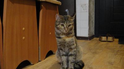 Лот: 3304133. Фото: 1. Отдам кошечку в хорошие руки. Кошки, котята