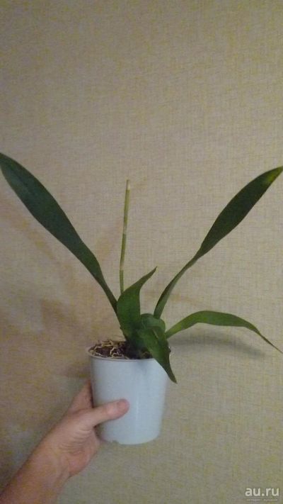 Лот: 8713370. Фото: 1. орхидея камбрия (цветёт). Горшечные растения и комнатные цветы