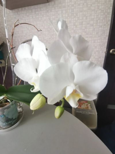 Лот: 21574189. Фото: 1. Орхидея. Горшечные растения и комнатные цветы