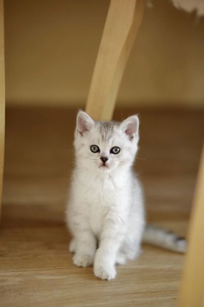 Лот: 12330620. Фото: 1. Британский котенок 1,5 мес - мальчик... Кошки, котята