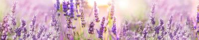 Лот: 17535266. Фото: 1. Фартук с фотопечатью АБС (Цветы... Другое (отделочные материалы)
