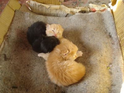 Лот: 5990050. Фото: 1. отдам котят. Кошки, котята