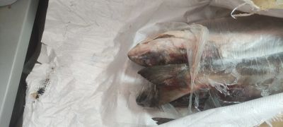Лот: 21092372. Фото: 1. Рыба Кета свежемороженная. Икра, рыба, морепродукты