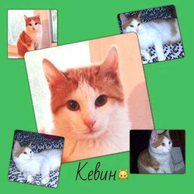 Лот: 3105500. Фото: 1. Отдам молодого котика 8-9 месяцев... Кошки, котята