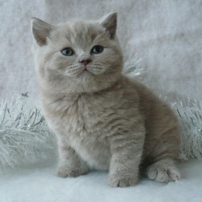 Лот: 7676798. Фото: 1. Британец чистокровный лилового... Кошки, котята