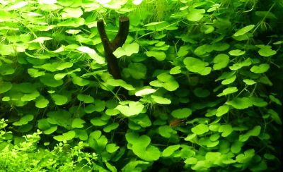 Лот: 7852972. Фото: 1. Щитолистник белоголовый (Hydrocotyle... Водные растения
