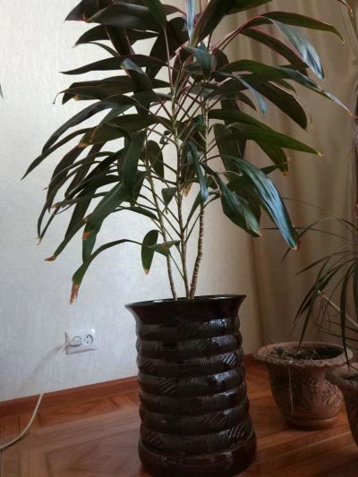 Лот: 11602025. Фото: 1. Горшок (цветок в подарок). Кашпо, горшки, вазоны для цветов