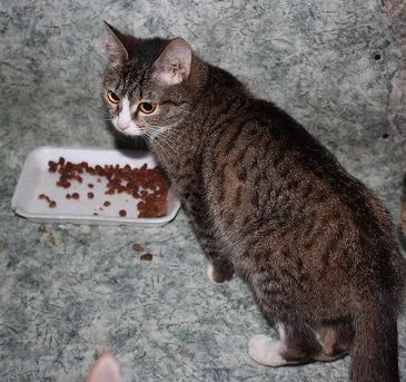 Лот: 3477214. Фото: 1. Застенчивая и милая, ласковая... Кошки, котята