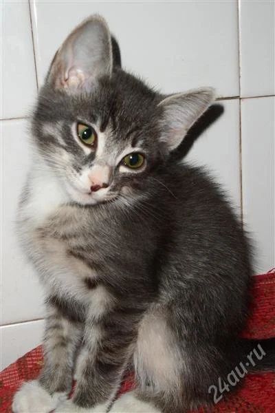 Лот: 1299831. Фото: 1. Котенок. Кошки, котята
