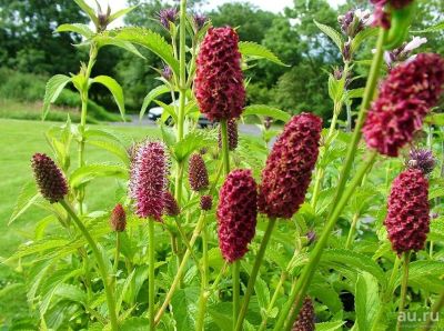 Лот: 9907837. Фото: 1. Кровохлебка лекарственная (Sanguisorba... Пряные, лекарственные растения и зелень