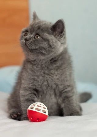 Лот: 4758274. Фото: 1. Британская девочка-голубая. Кошки, котята