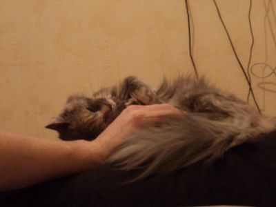 Лот: 4002985. Фото: 1. Отдам кошечку в хорошие ручки!. Кошки, котята