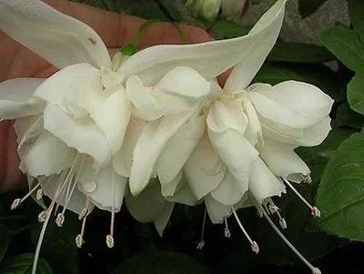 Лот: 4040434. Фото: 1. Фуксия махровая White King. Горшечные растения и комнатные цветы